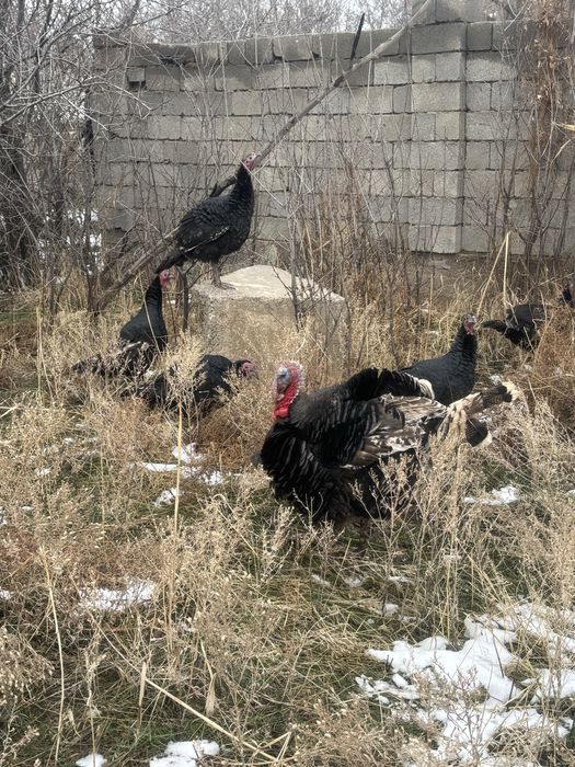 Индюк! Гибрид! Урыктыкка