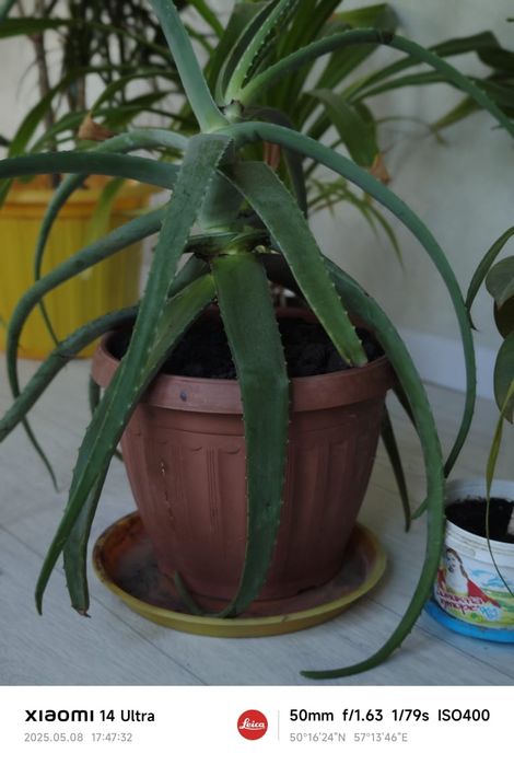 Алоэ        вера