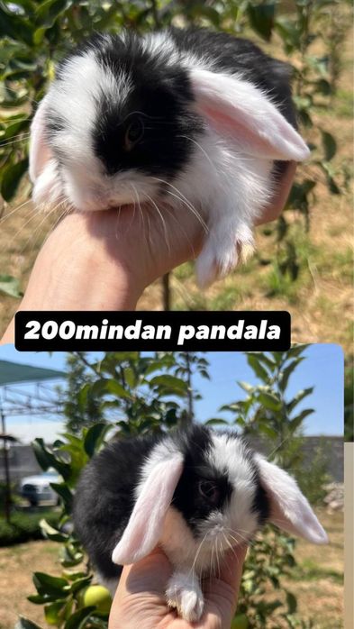 Trenddagi quyonla bor Karliki, mini lops, niderlandskiy uyda boqiladi