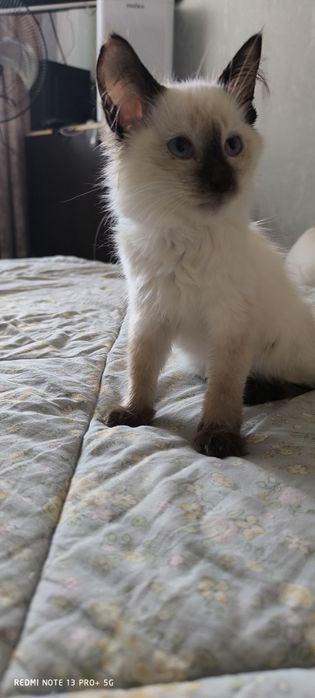 Отдам котенка (мальчик )