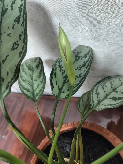 Продам комнатные цветы