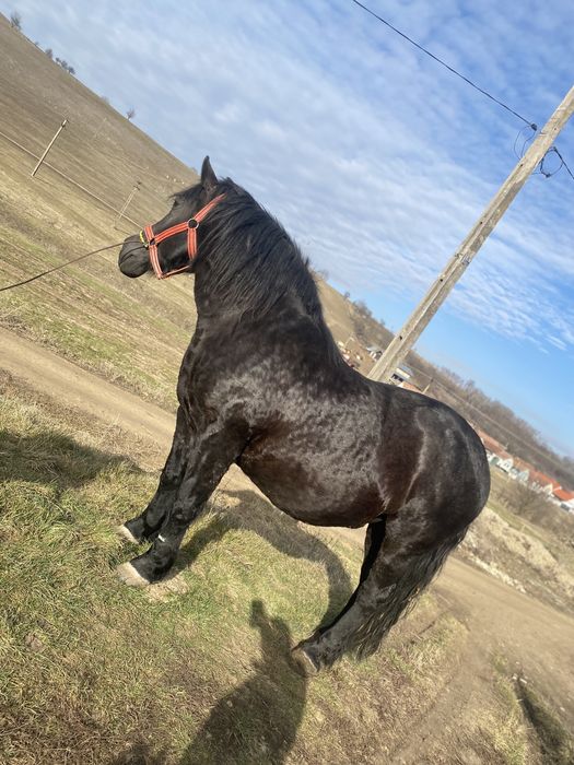 Iapa de vanzare, schimb si cu oi