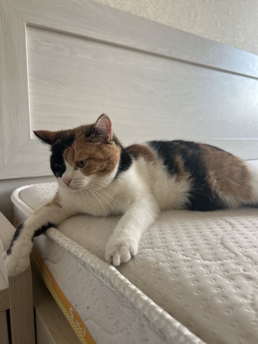 Кошка трех цветная