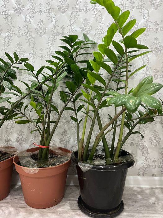 Домашние Цветы на горшке