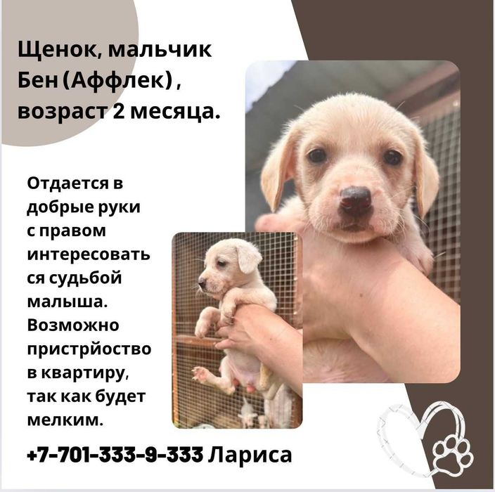 Щенки дворянской породы.