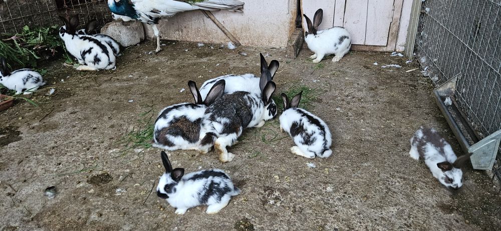 Pui de fluture german