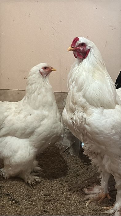 Чисто белых брам