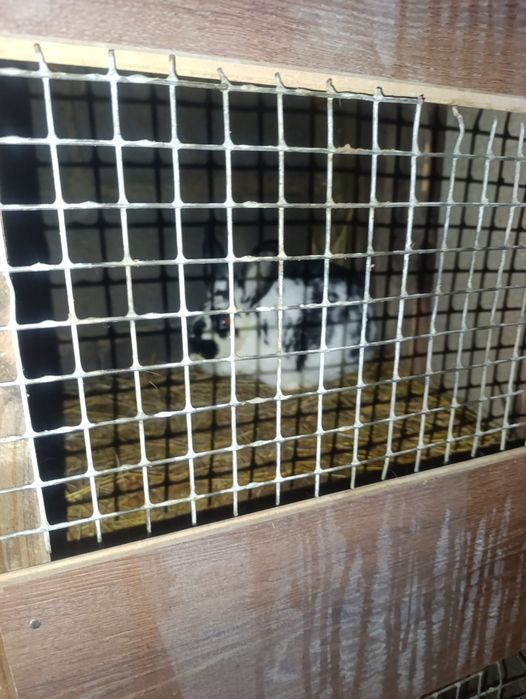 Кролики разные породы