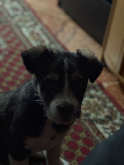 Ofer pui catel spre adoptie