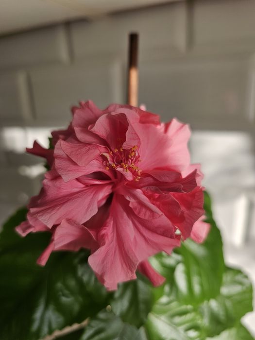 Комнатные цветы от 500 тг