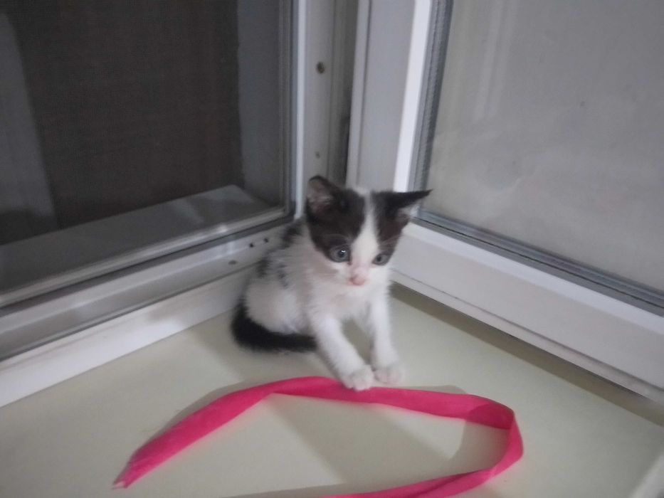 котики в добрые руки!