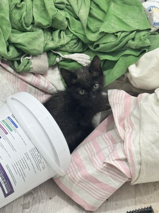 Котенок мальчик в добрые руки