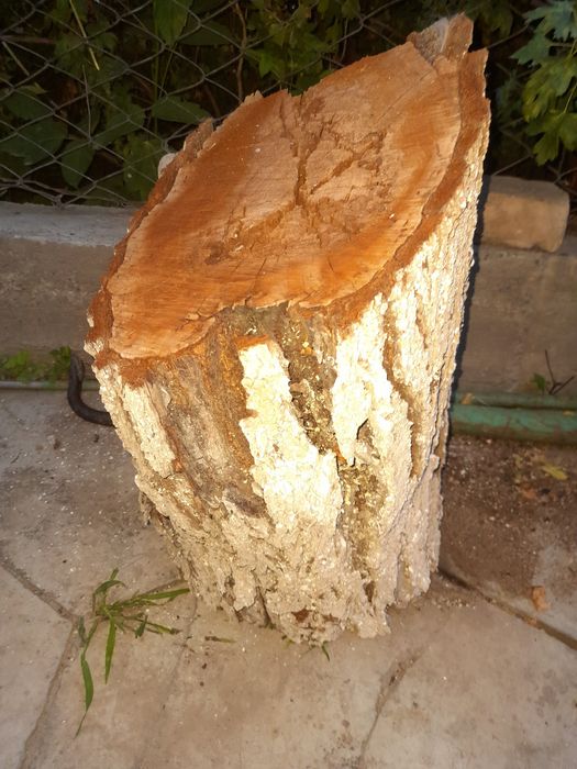 Пеньки свежие продам