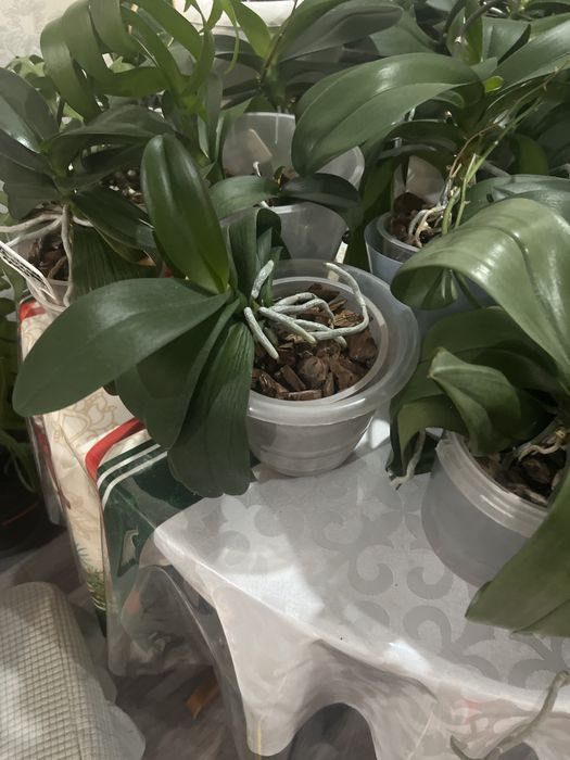 Продам орхидеи 3500