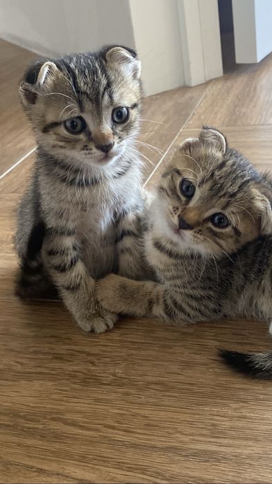 Шотландцы вислоухие котята