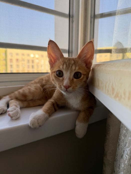 Котенок рыжик,мальчик