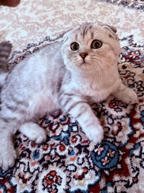 O'g'l bola 6 oyli toza qon serebristiy shinshila fold