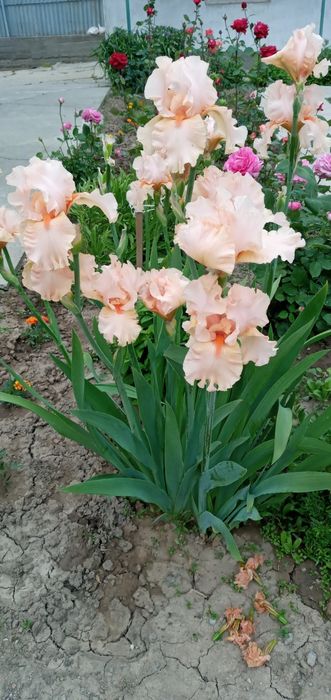 Цветы многолетние, разные.