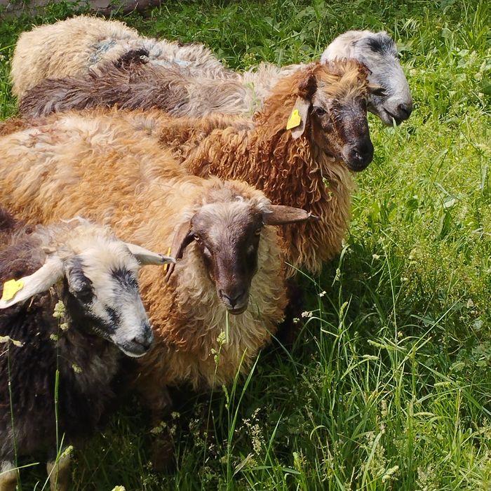 Продам баранов от 35 ,,до 42