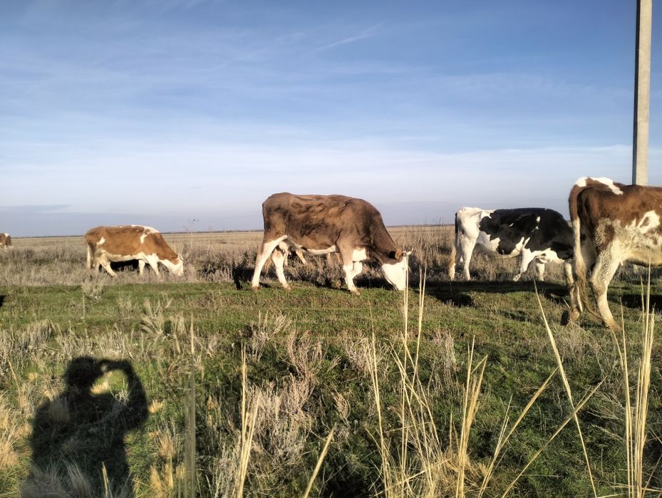 Продаю коров стельные 3 головы