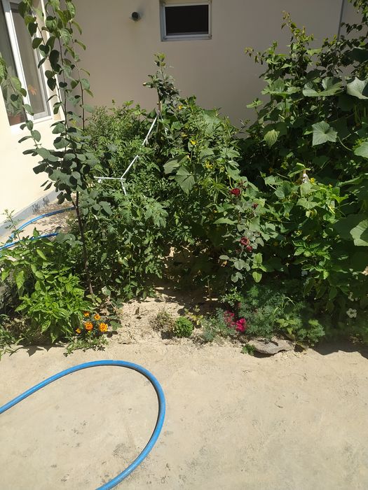 Продается Участка в г. Янгийул Бирдамлик куча