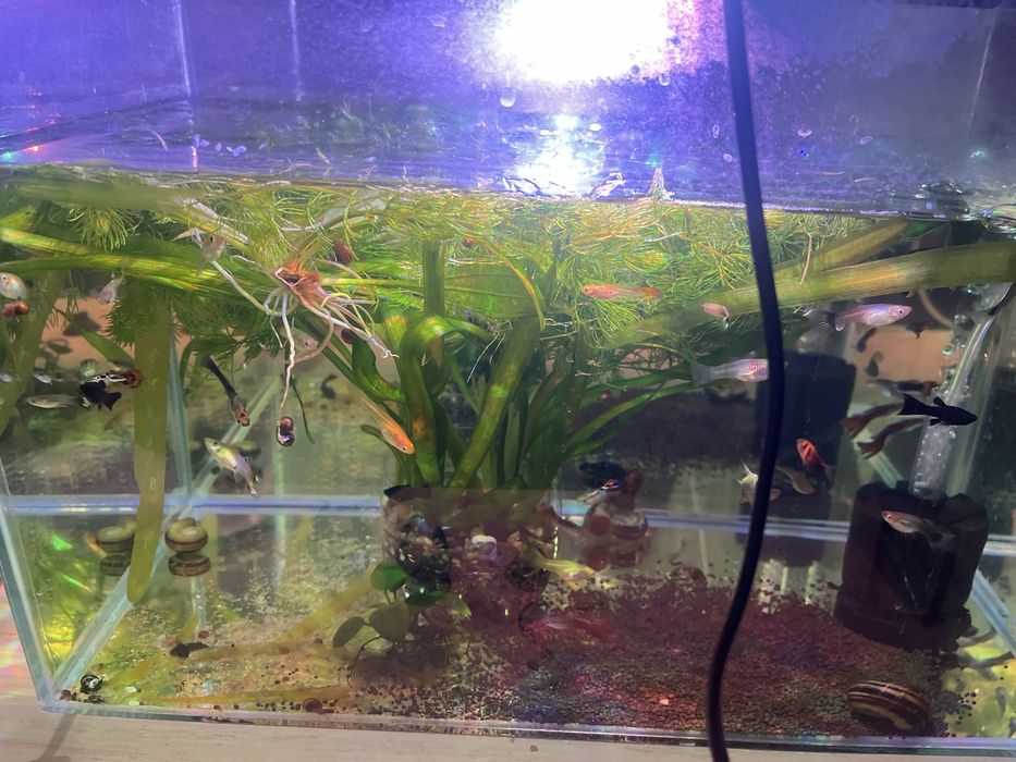 Гуппи продается активные