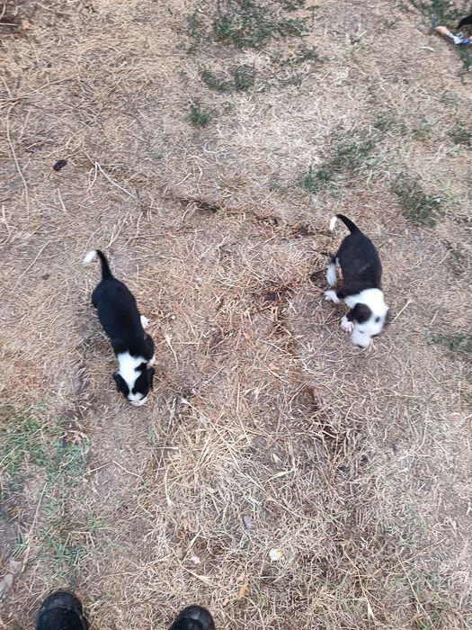 Подаряват се кученца!