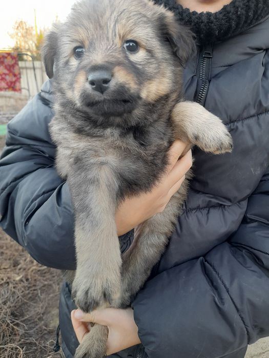 Отдам в добрые руки щенков