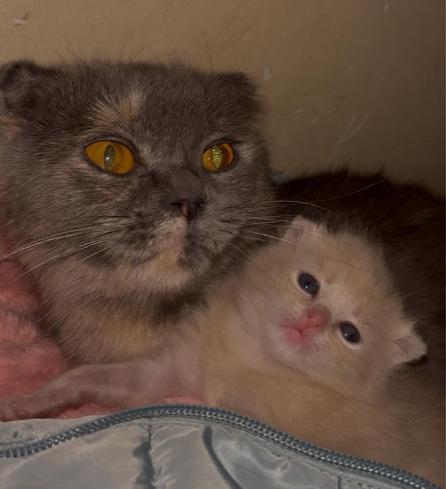 шотлански висалухий