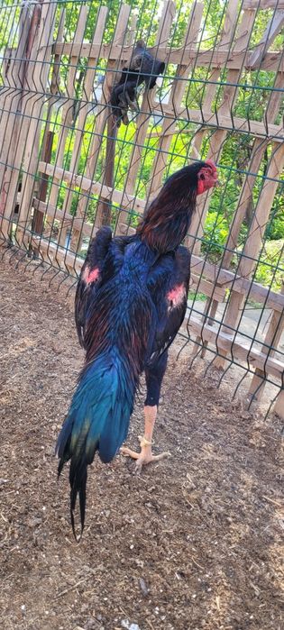 О Шамо немецкая , Түркия