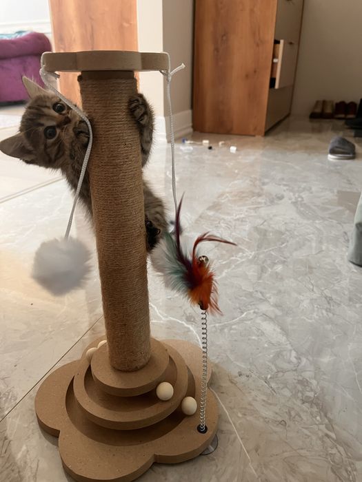 Продам котенка Скоттиш страйт