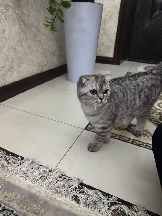 Скотиш фолд 5 месяцев