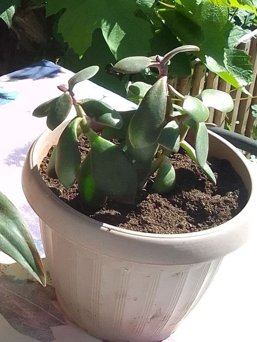 Продам комнатные цветы