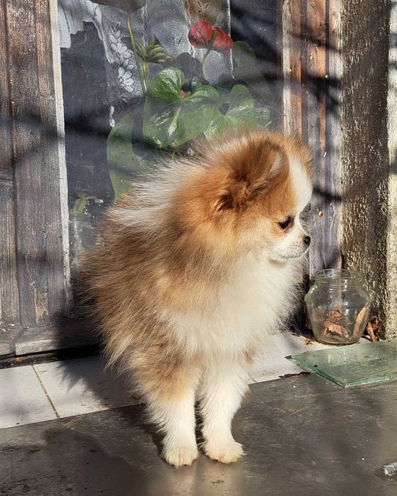 Уникално женско померанче