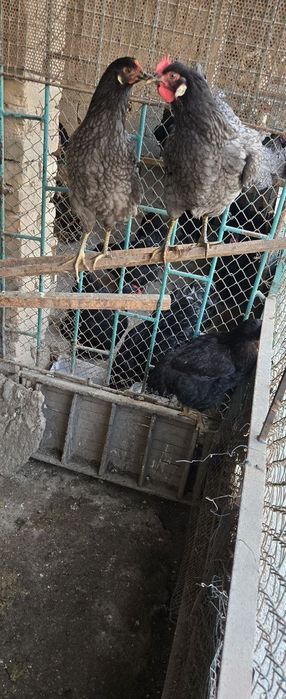 Xonaki tovuqlar sotiladi.