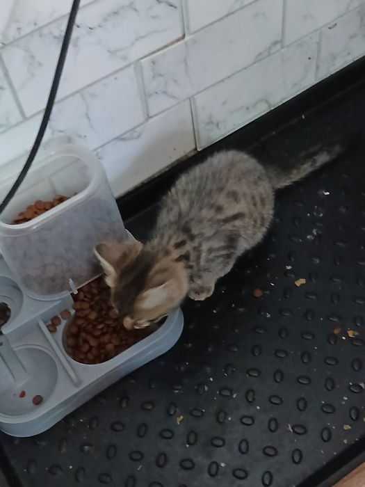 Отдам хорошеньких котят