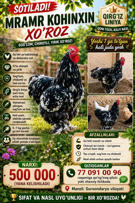 Koxinxin Gigant zotli xoʻroz sotiladi