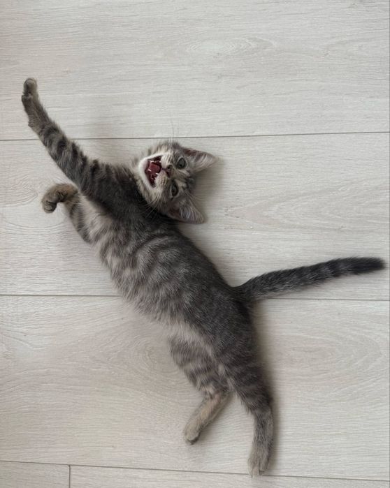 Котенок в добрый руки