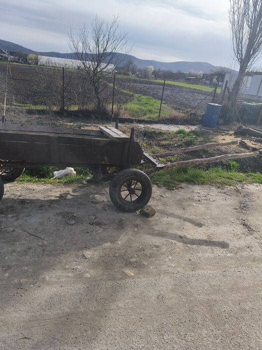 Vând un ponei armăsar