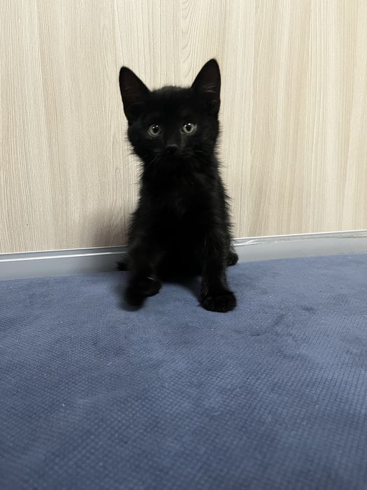 Котята девочка и мальчик