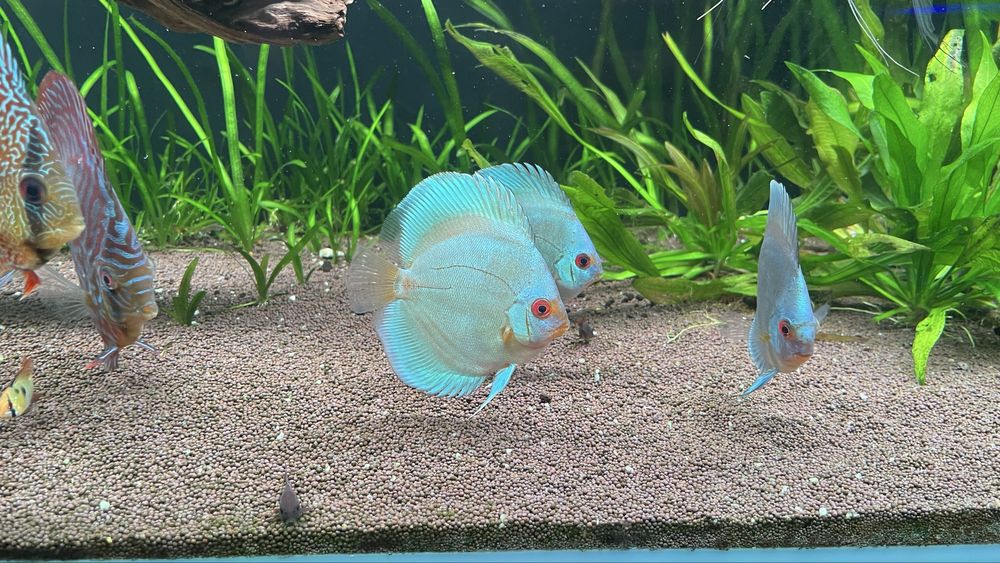 Большой Аквариум 10мм