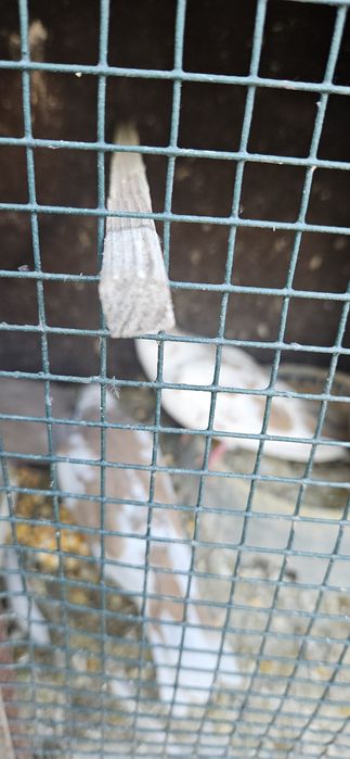 Turturele râzătoare  40 lei bucata