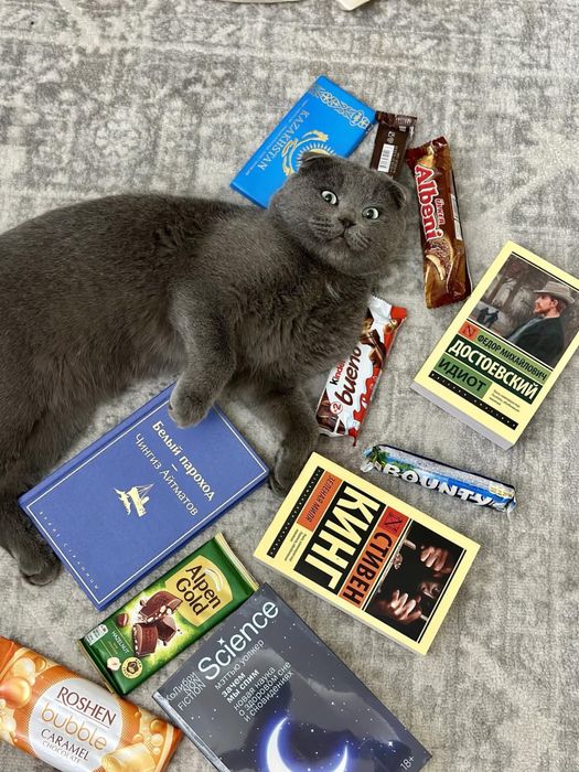 Котята 1 месяц Британский