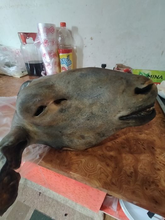 Қой басы ұйытылған