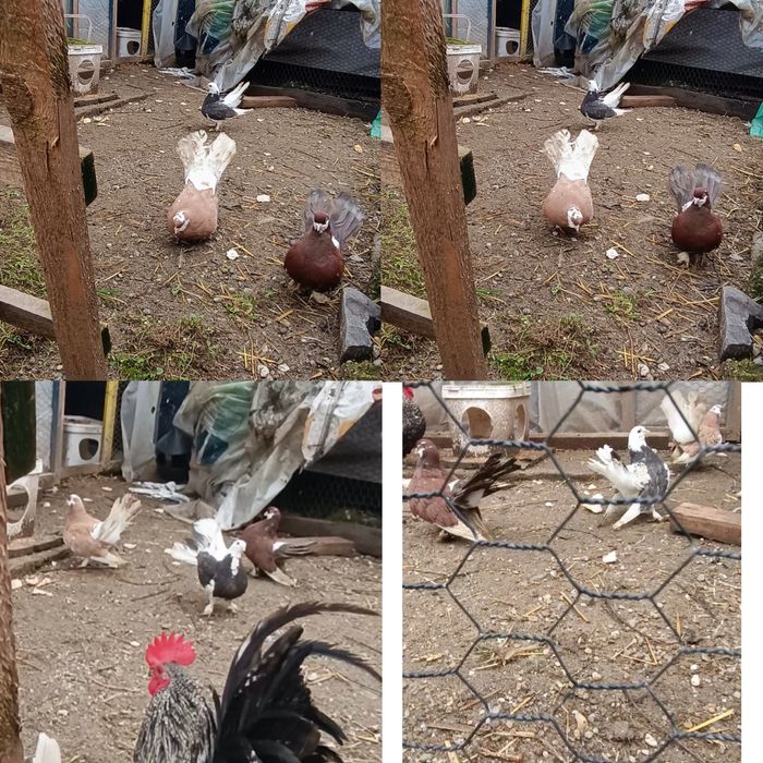 Porumbei Volga pereche și puiul lor