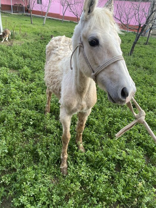 Тай сатылады еркек