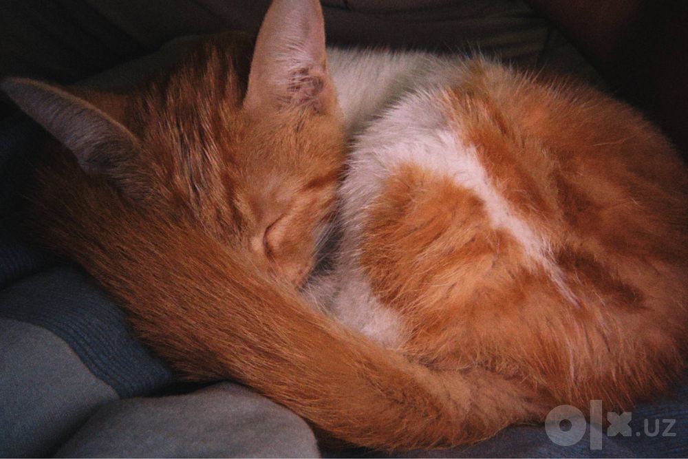 Кошка домашняя нашел на улице