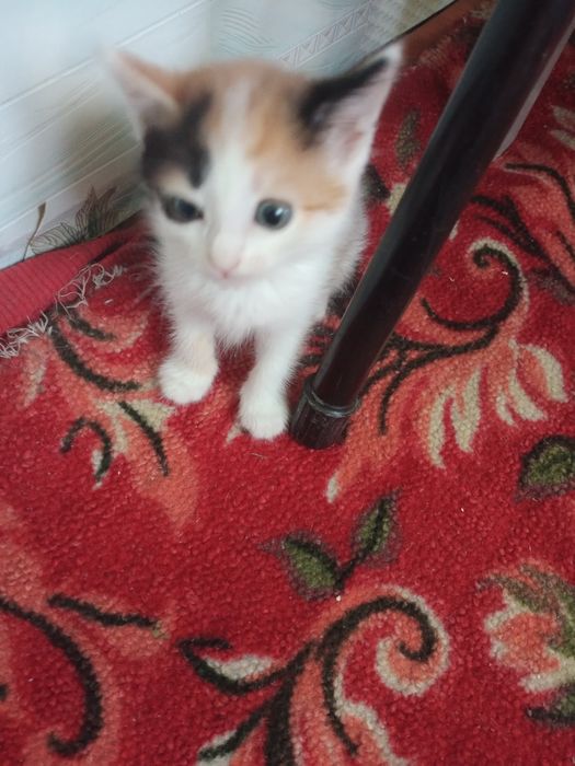 Отдам котят, бесплатно