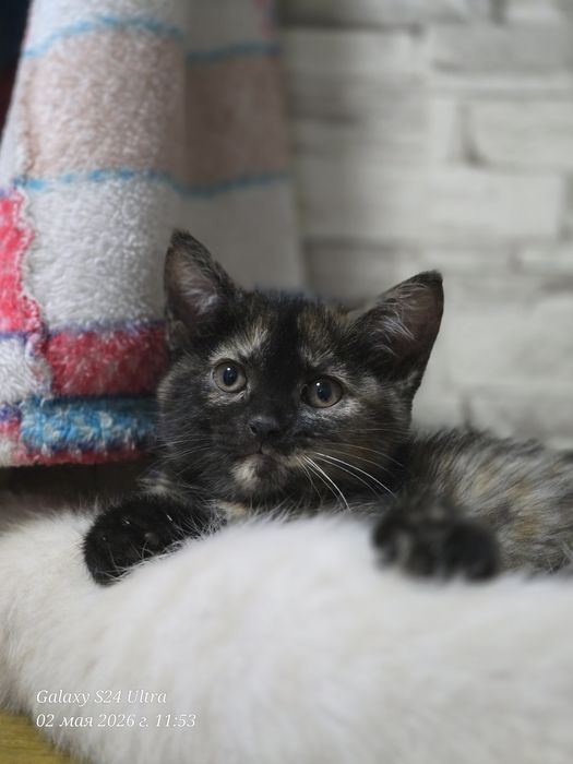 Отдам котят 3 месяца