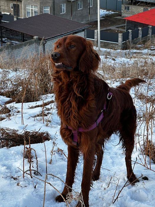 Потерялась собака или украли в районе кыргауылды